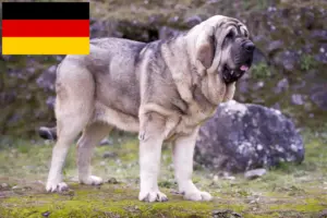 Read more about the article Criadores de Mastín Español e cachorros na Alemanha