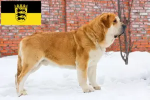 Read more about the article Criadores de Mastín Español e cachorros em Baden-Württemberg