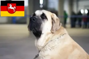 Read more about the article Criadores de Mastín Español e cachorros na Baixa Saxónia