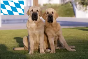 Read more about the article Criadores de Mastín Español e cachorros na Baviera