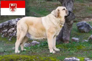 Read more about the article Criadores de Mastín Español e cachorros em Brandenburg