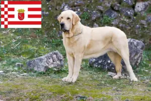 Read more about the article Criadores de Mastín Español e cachorros em Bremen