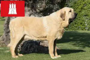 Read more about the article Criadores de Mastín Español e cachorros em Hamburgo