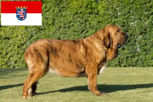 Read more about the article Criadores de Mastín Español e cachorros em Hessen