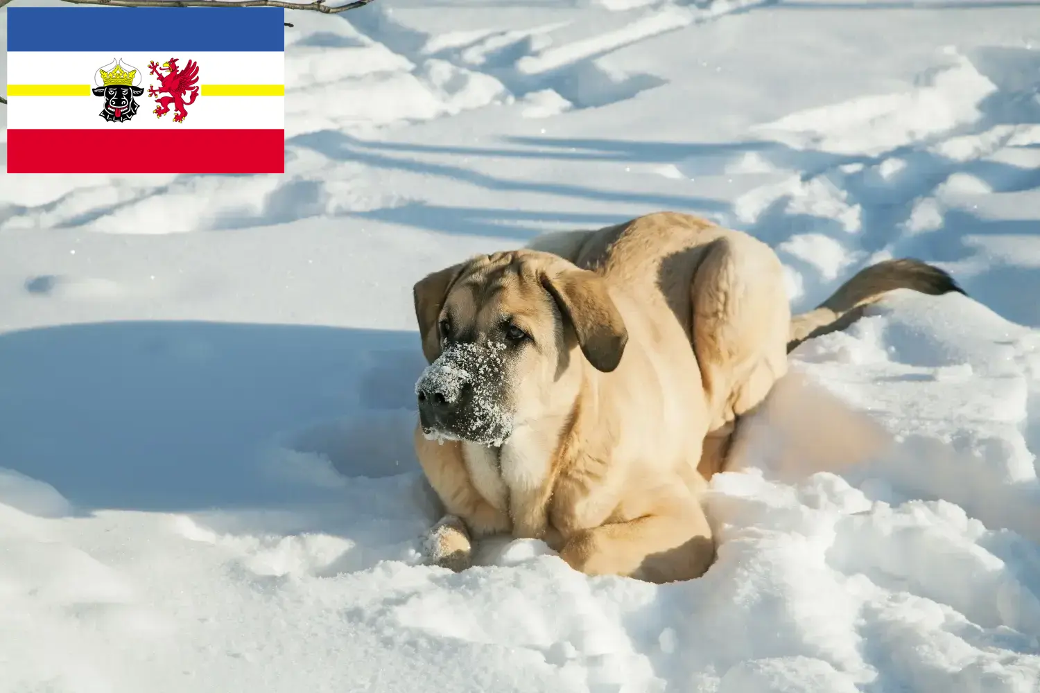 Mastín Español cachorros e criadores Mecklenburg-Vorpommern Aqui pode encontrar criadores de Mastín Españols em Mecklenburg-Vorpommern.