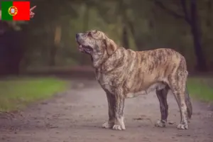 Read more about the article Mastín Español criadores e cachorros em Portugal