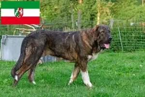 Read more about the article Criadores de Mastín Español e cachorros na Renânia do Norte-Vestefália