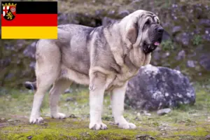 Read more about the article Criadores de Mastín Español e cachorros na Renânia-Palatinado
