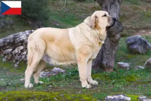 Read more about the article Criadores e cachorros de Mastín Español na República Checa