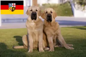 Read more about the article Criadores de Mastín Español e cachorros em Sarre