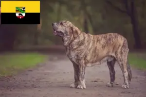 Read more about the article Criadores de Mastín Español e cachorros em Saxónia-Anhalt