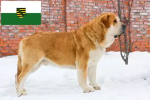 Read more about the article Criadores de Mastín Español e cachorros na Saxónia