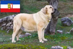 Read more about the article Criadores de Mastín Español e cachorros em Schleswig-Holstein