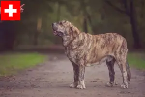 Read more about the article Criadores de Mastín Español e cachorros na Suíça