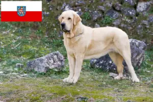 Read more about the article Criadores de Mastín Español e cachorros na Turíngia