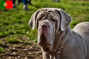 Read more about the article Criadores de Mastino Napoletano e cachorros em Portugal