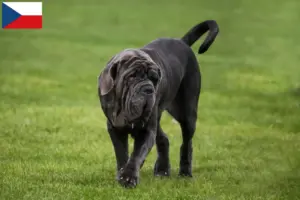 Read more about the article Criadores de Mastino Napoletano e cachorros na República Checa
