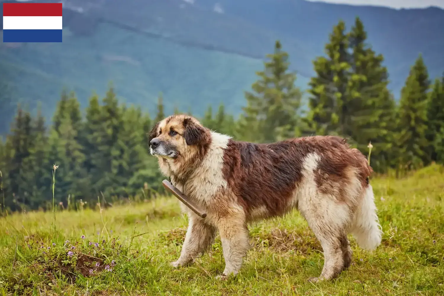 Mioritic cachorros e criadores Países Baixos Aqui pode encontrar criadores de Mioritics nos Países Baixos.