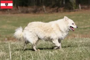 Read more about the article Criadores de mudi e cachorros na Áustria