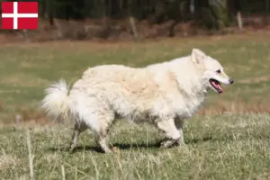 Read more about the article Criadores de mudi e cachorros na Dinamarca
