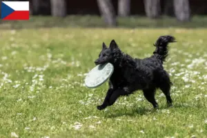 Read more about the article Criadores de Mudi e cachorros na República Checa