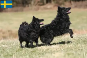 Read more about the article Criadores de mudi e cachorros na Suécia