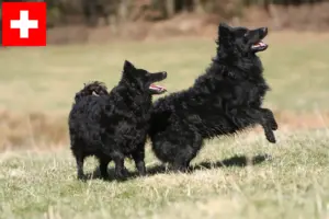 Read more about the article Criadores de mudi e cachorros na Suíça