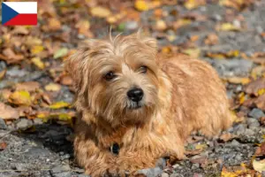 Read more about the article Criadores de Norfolk Terrier e cachorros na República Checa