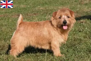 Read more about the article Criadores de Norfolk Terrier e cachorros na Grã-Bretanha