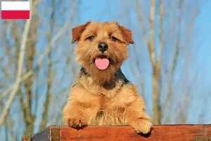 Read more about the article Criadores de Norfolk Terrier e cachorros na Polónia