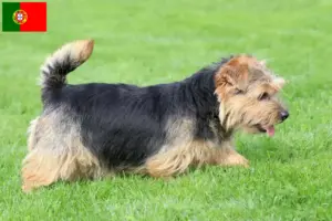 Read more about the article Criadores de Norfolk Terrier e cachorros em Portugal
