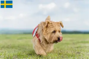 Read more about the article Criadores de Norfolk Terrier e cachorros na Suécia