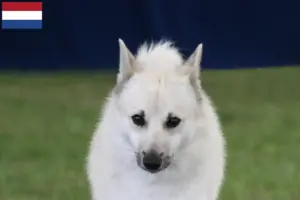 Read more about the article Criadores de Buhund norueguês e cachorros nos Países Baixos