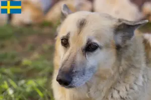 Read more about the article Criador de Buhund norueguês e cachorros na Suécia