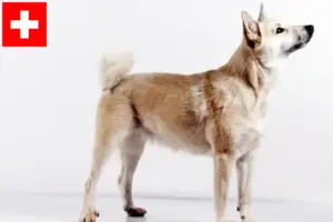 Read more about the article Criadores de Buhund norueguês e cachorros na Suíça
