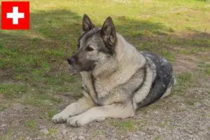 Read more about the article Criadores de Elkhound Norueguês e cachorros na Suíça
