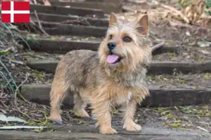 Read more about the article Criadores de Norwich Terrier e cachorros na Dinamarca