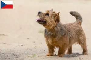 Read more about the article Criadores de Norwich Terrier e cachorros na República Checa