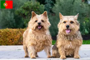Read more about the article Criadores de Norwich Terrier e cachorros em Portugal