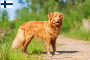 Read more about the article Nova Escócia Duck Tolling Retriever criadores e cachorros na Finlândia