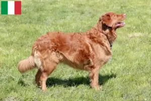 Read more about the article Nova Escócia Duck Tolling Retriever criadores e cachorros em Itália