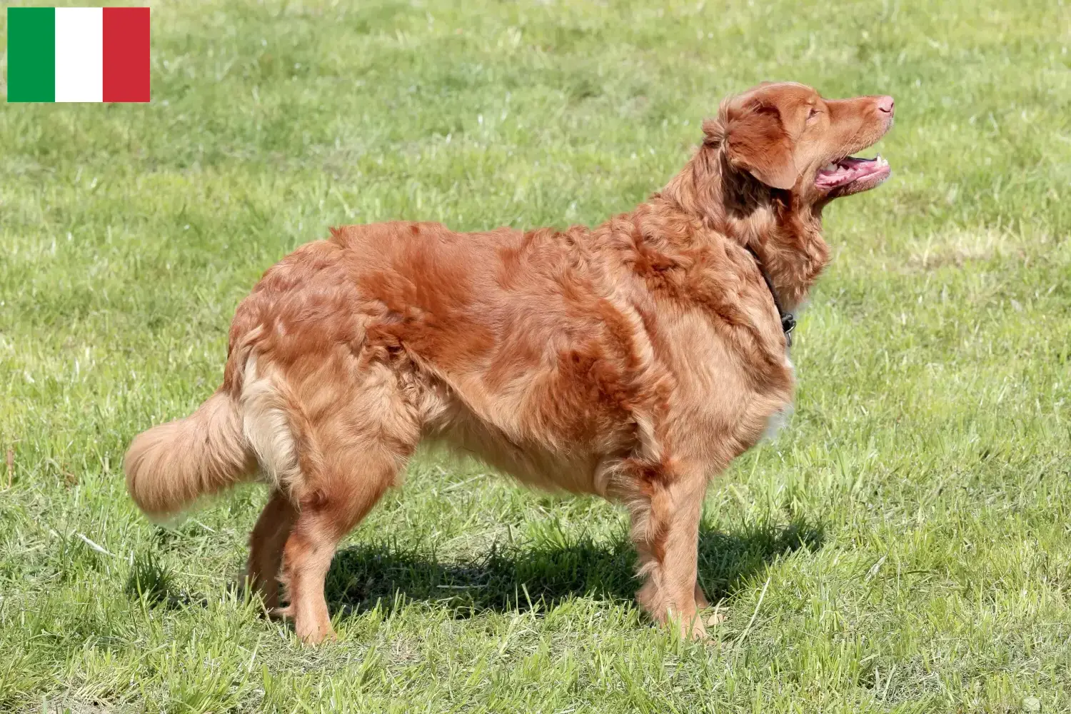 Read more about the article Nova Escócia Duck Tolling Retriever criadores e cachorros em Itália