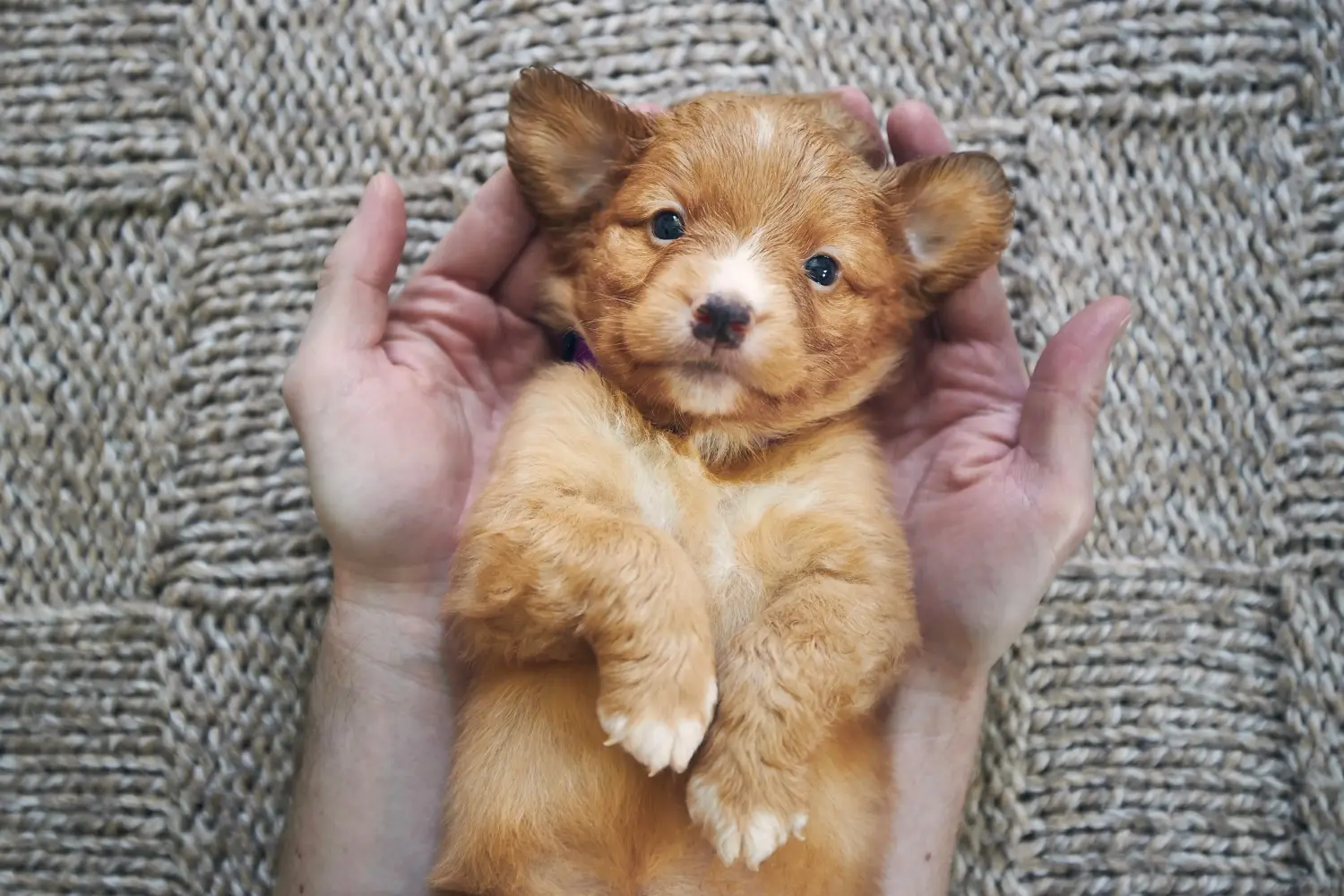 Comprar um cachorro Duck Tolling Retriever da Nova Escócia significa assumir responsabilidades! Comprar cachorros Duck Tolling Retriever da Nova Escócia.