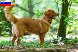 Read more about the article Nova Scotia Duck Tolling Retriever criadores e cachorros na Eslovénia