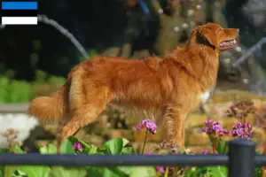 Read more about the article Nova Escócia Duck Tolling Retriever criadores e cachorros em Estónia