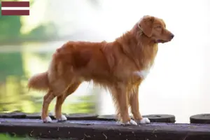 Read more about the article Nova Escócia Duck Tolling Retriever criadores e cachorros na Letónia