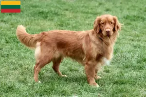Read more about the article Nova Escócia Duck Tolling Retriever criadores e cachorros na Lituânia
