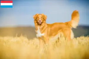Read more about the article Nova Escócia Duck Tolling Retriever criadores e cachorros em Luxemburgo