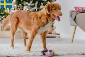 Read more about the article Nova Escócia Duck Tolling Retriever criadores e cachorros na Suécia