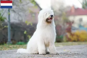 Read more about the article Criador de Ovtcharka do Sul da Rússia e cachorros nos Países Baixos